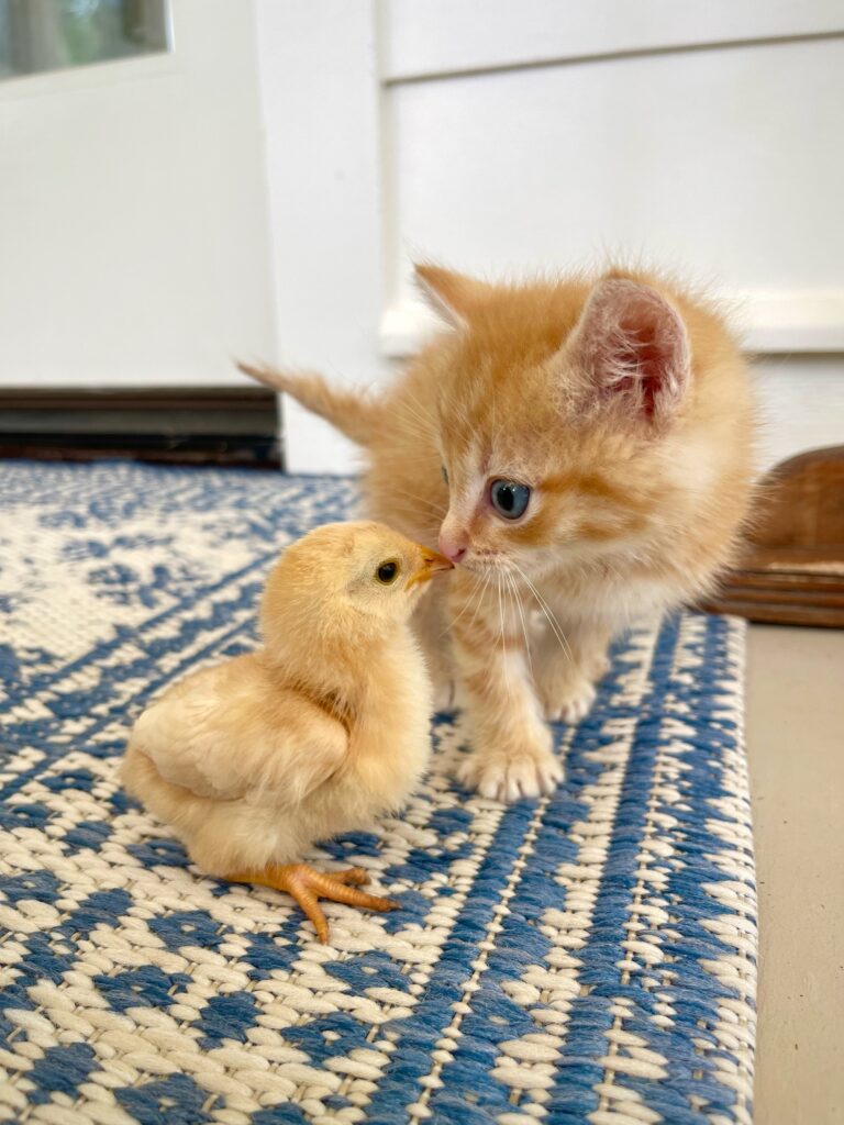thorn cove abode chicken and kitten 